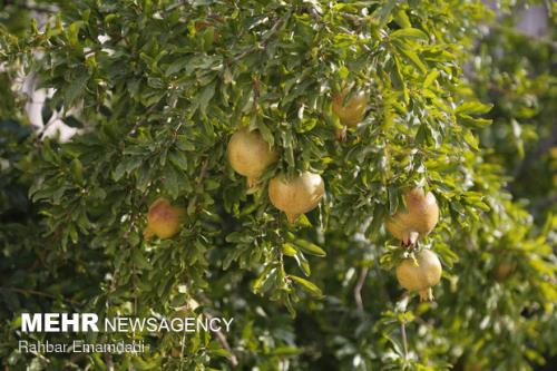 بیشتر از ۵۰ محصول پركاربرد نانویی در كشاورزی روانه بازار شدند