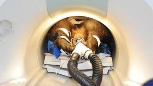 همکاری ایران و چین برای ساخت دستگاه تصویربرداری حیوانی