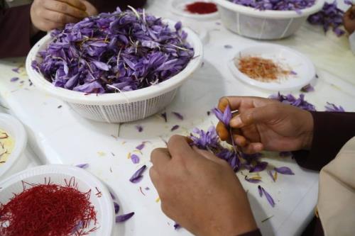 ایجاد ۶۰۰ شغل با بهره برداری از طرح کاشت زعفران تایباد