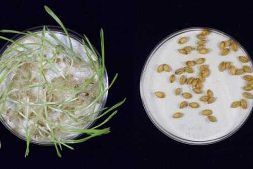 دستکاری ژنتیک برای تولید جو در شرایط آب و هوایی سخت