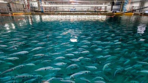 استخرهای پرورش ماهی از پوشش فوق آبگریز بهره مند می شوند