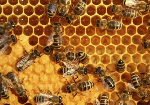ثبت چندین دستاورد علمی در حوزه فراورده های زنبور عسل