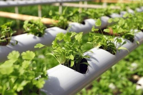 شهرک های مولد و دانش بنیان در حوزه کشاورزی توسعه می یابند