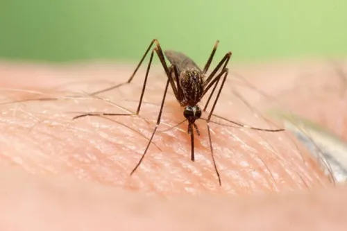 ابداع روش چاپ سه بعدی ظریف با بهره گیری از بدن پشه ها!