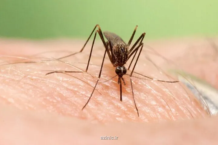 ابداع روش چاپ سه بعدی ظریف با بهره گیری از بدن پشه ها!