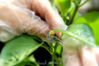 ایران به دانش فنی بذرهای هیبرید حاصل از لاین های خالص دست یافت