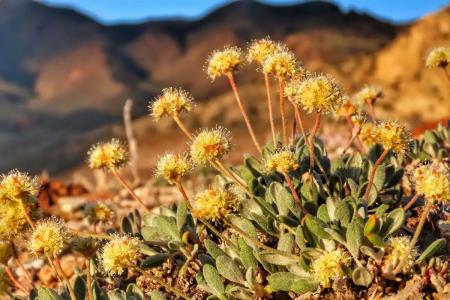 ایمن سازی گیاهان در مقابل گرما با نانوذرات