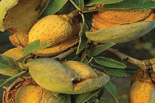 یك شركت دانش بنیان درخت بادام مقاوم به كم آبی تولید كرد