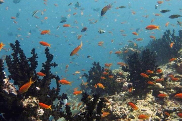 تأمین 70 درصد شبكه غذایی صخره های مرجانی از منابع اقیانوسی
